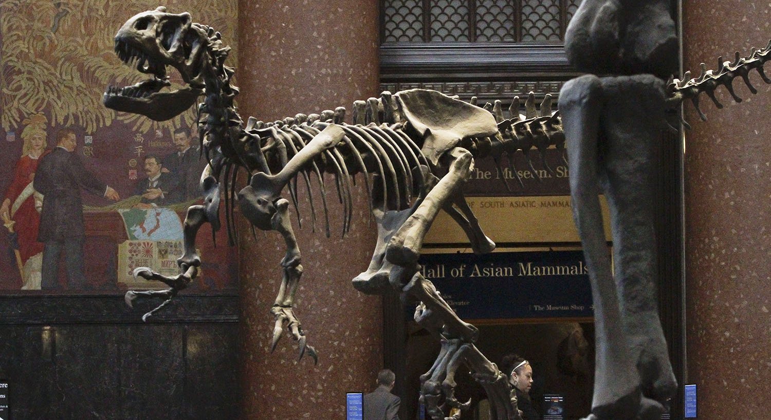 The American Museum of Natural History