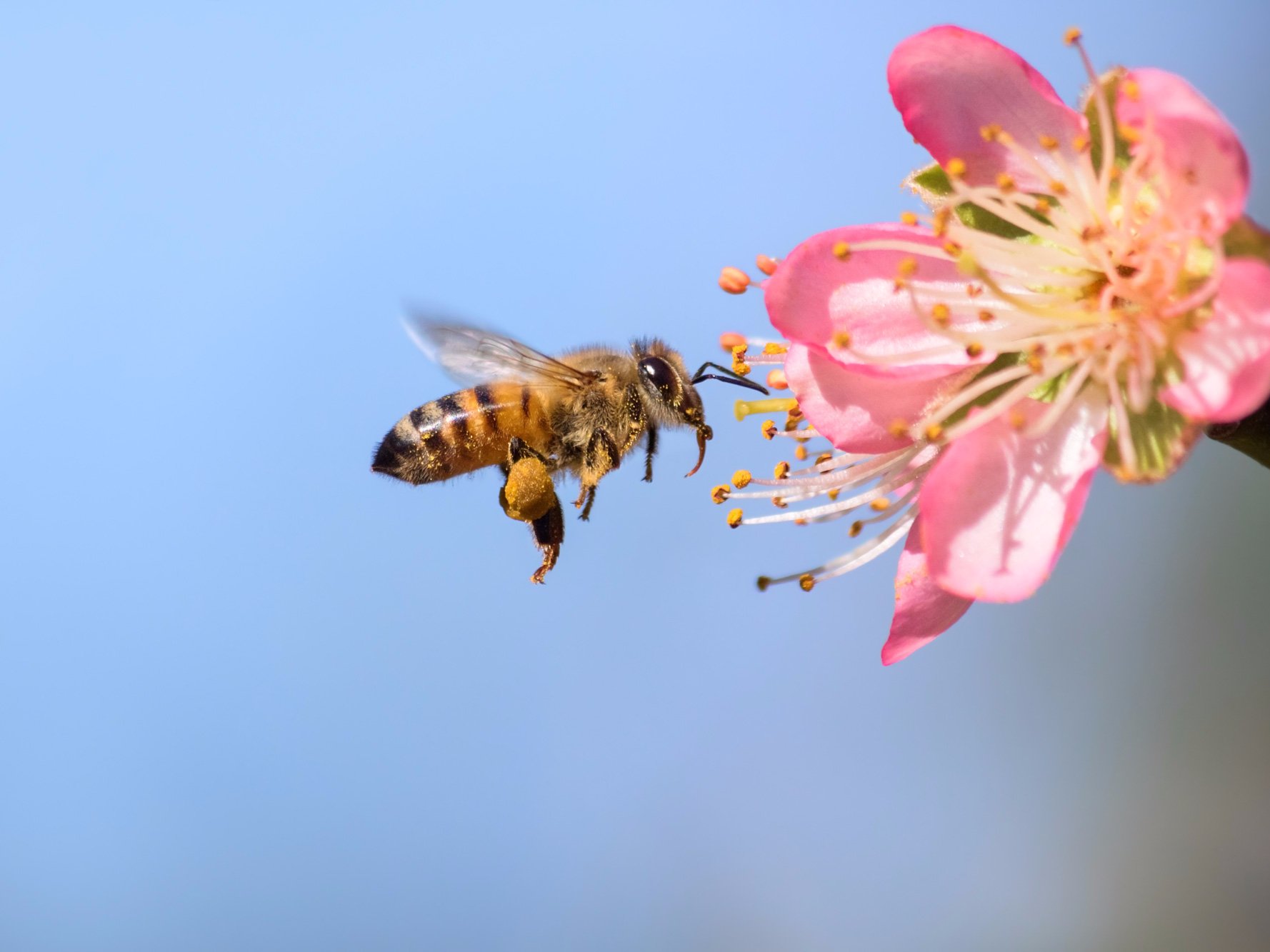 honeybee bee flying flower