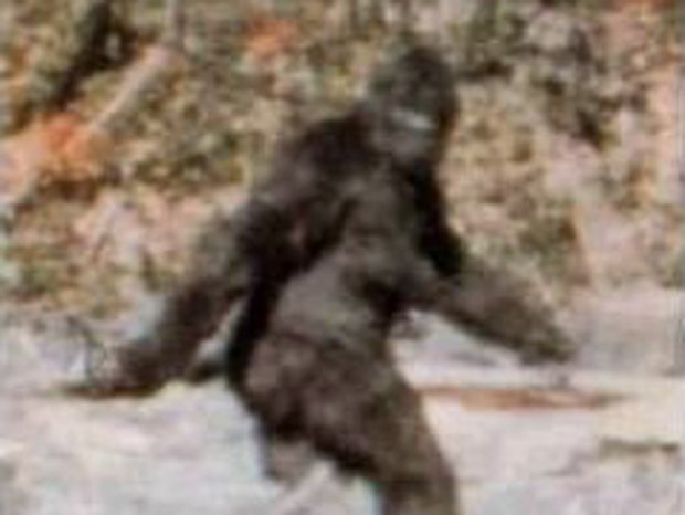 bigfoot sasquatch