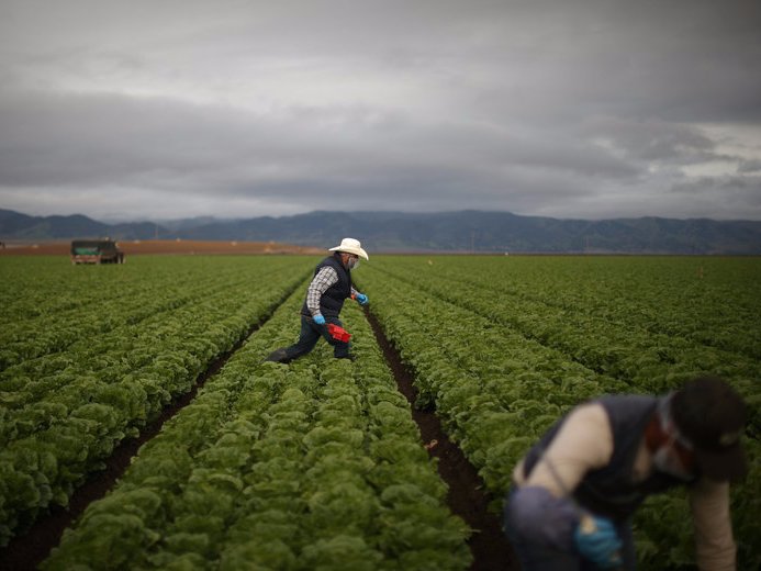 Foreman Roberto Navarrete, 30, supervises migrant farmworkers with H-2A visas as they harvest romaine lettuce in King City, California, U.S., April 17, 2017. REUTERS/Lucy Nicholson 